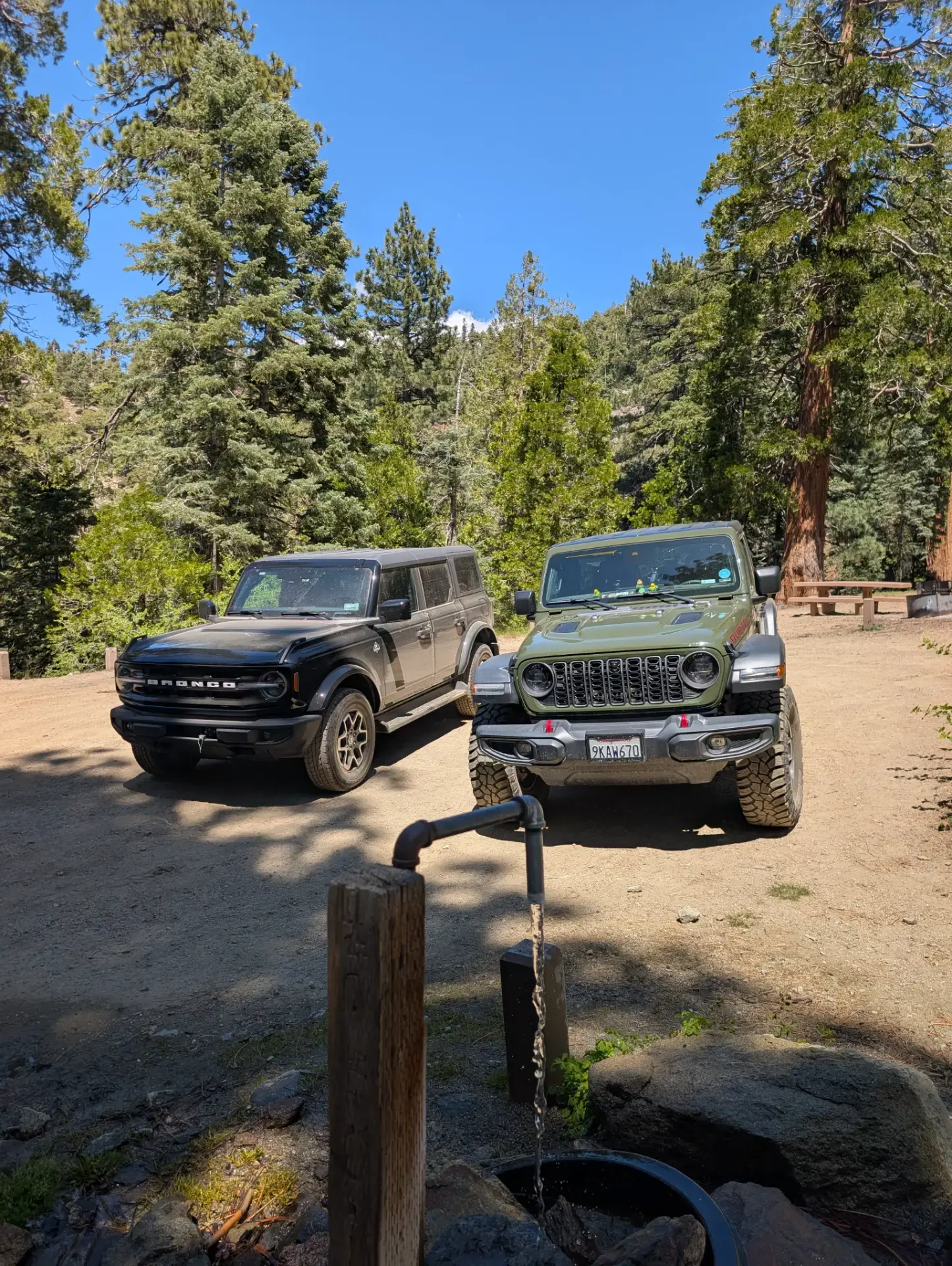 Forest traverse among tall Jeffrey and Ponderosa pines